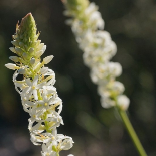 Stackhousia monogyna